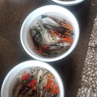 فروش عمده ماهی قرمز تنگ سبزه نازنج