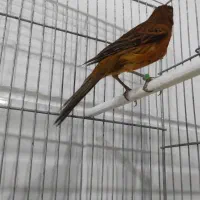 فروش قناری ماده شتری و سرخ سوخته