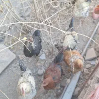 خروس محلی اصل تاج کوچیک|حیوانات مزرعه|شوسف, |دیوار