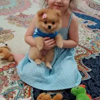 پامر کوچولو زیبا قیمت مفت زدم