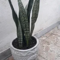 گل یوکا و گل عبایی با گلدان بزرگ