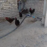 خروس درجه یک