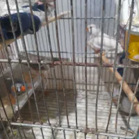 فنچ|پرنده|قم, شهر قائم|دیوار