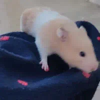 اهدای همستر