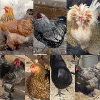 جوجه ویاندوت برهما لهستانی ایام سمانی مرغ و خروس