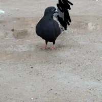 کبوتر مگس سینه ای زاغ|پرنده|سراوان, |دیوار