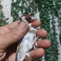 سهره شرور|پرنده|آذرشهر, |دیوار