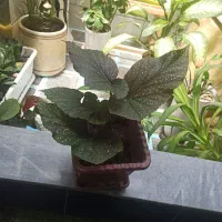 گل سنگ