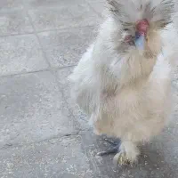 مرغ ابریشمی|حیوانات مزرعه|بهارستان, |دیوار