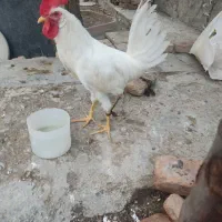 خروس سفیدمدللی