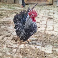 تخم نطفه دار جاپنیز