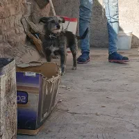 واگذاری سگ|سگ|سبزوار, قصبه غربی|دیوار