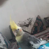 عروس هلندی