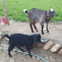 تعدادی بز نژاد دار فروش تا فردا فقط|حیوانات مزرعه|مهران (ایلام), |دیوار