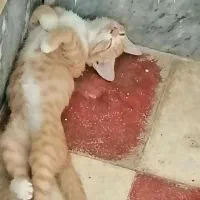 گربه 3ماهه نر نارنجی