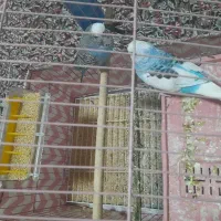 جفت مرغ عشق|پرنده|چترود, |دیوار