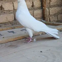 کفتر|پرنده|قم, انصار‌الحسین|دیوار