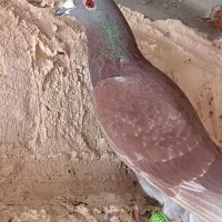 کبوتر پلاکی