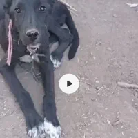 توله دوبرمن سراب|سگ|مشهد, حجت|دیوار