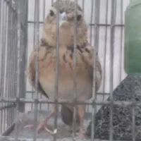 جوجه قناری  خاکی