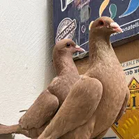 پلنگ سرخ و زرد کرمانی|پرنده|کرمان, |دیوار