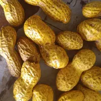 فروش بادام زمینی با ارزانترین قیمت