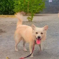 سگ اشپیز نر