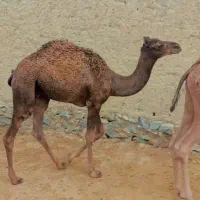 فروش فوری هاشی نر چاق