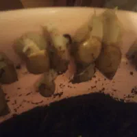 هلزون باکس|خزنده|تبریز, |دیوار