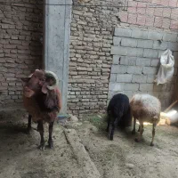 گوسفند بره دار با بره نر در خانه ایی و‌داشتی|حیوانات مزرعه|گرگان, |دیوار