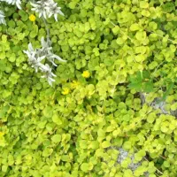 طراحی و اجرای فضای سبز|خدمات باغبانی و درختکاری|کرج, شهرک نهال و بذر|دیوار