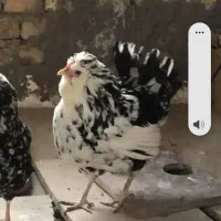 تخم گلین اصل پنگوئنی