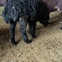 بره نر سیاه