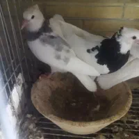 فروش جوجه دون خور طوقی