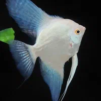 ماهی گوپی و آنجل پلاتینیوم  anjel platinum