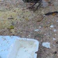 ۵ عدد خروس|حیوانات مزرعه|نجفآباد, جعفرآباد|دیوار