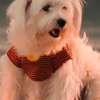 سگ تربیت شده