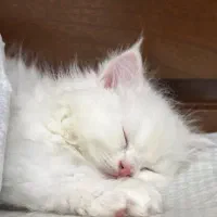 گربه پرشین|گربه|فومن, |دیوار