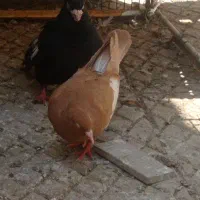 جفت سرک|پرنده|فسا, |دیوار