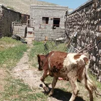 گوساله برای قربانی