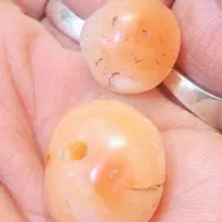 مهره سلیمانی جفت