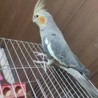 عروس هلندی|پرنده|فولادشهر, A3|دیوار