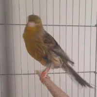 قناری ماده سبز آماده