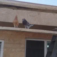 کبوتر پرشی هما سرور و زرد وشازده
