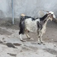 بز خارجی