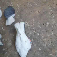 دوتا سار جوون ،فروشی