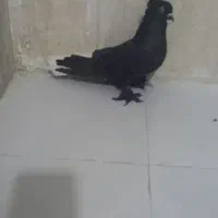 ۳ عدد سیاه دمسفید ماده