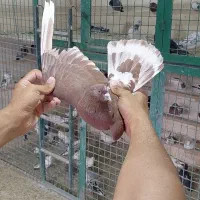 کبوتر پرشی کفتر