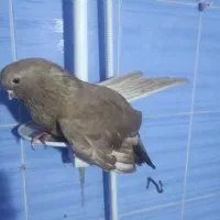 کفتر نوک قنار|پرنده|بندر امام خمینی, |دیوار
