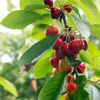 استخدام کارگر مزرعه